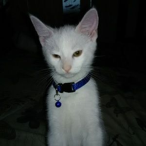 Meet your Posher, Eva